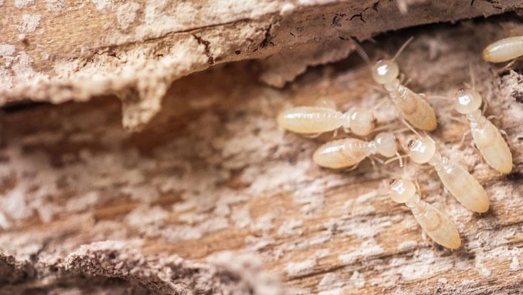 termites