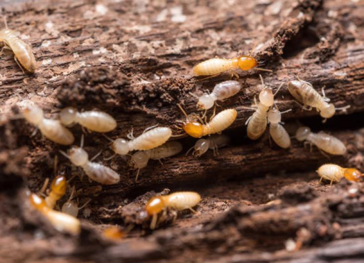 Termites