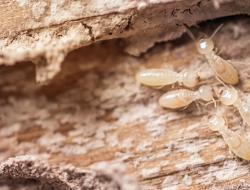 termites