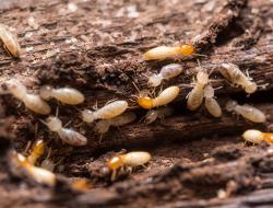 Termites